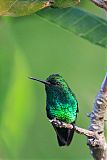 Blue-tailed Emerald